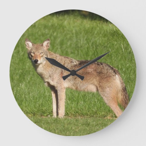 Coyote close up large clock