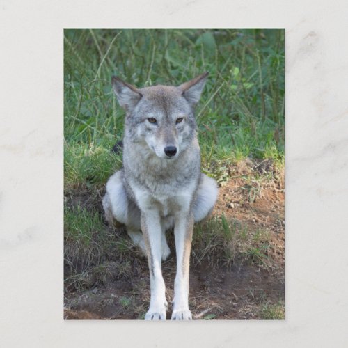 Coyote Collection Postcard