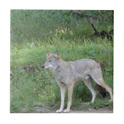 Coyote Collection Tile