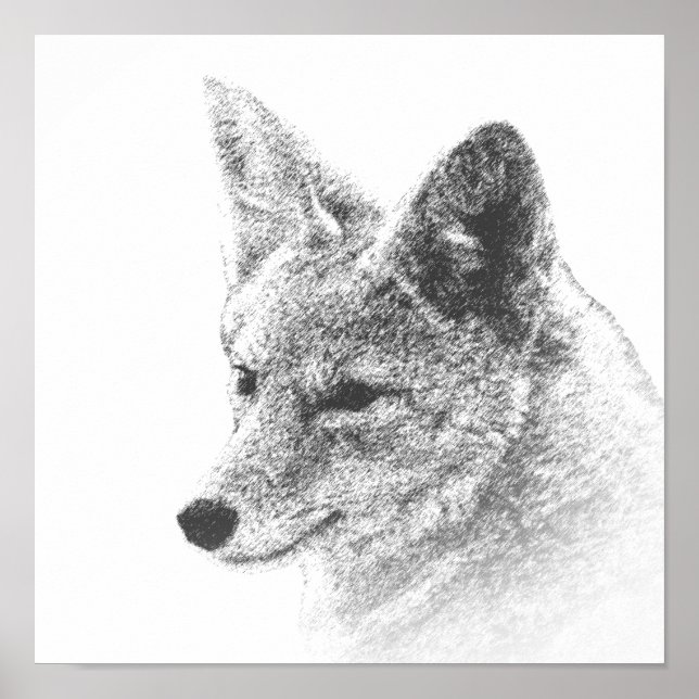 Coyote Drawing Poster (Front)
