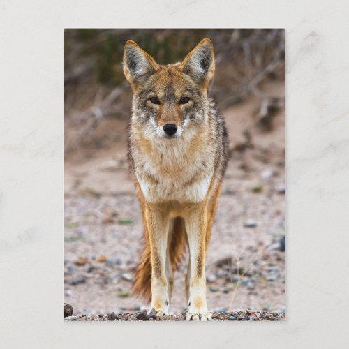 Coyote Encounter Postcard