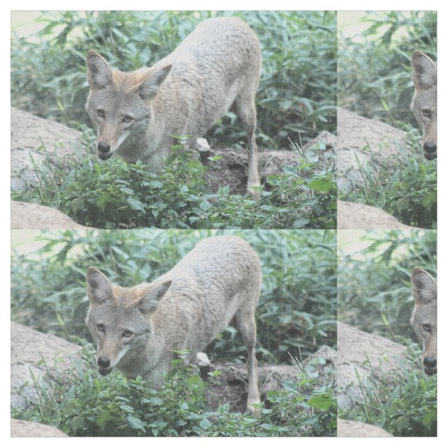 Coyote Fabric (Close Up)
