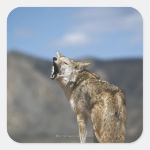 Coyote Howling From High Point Square Sticker