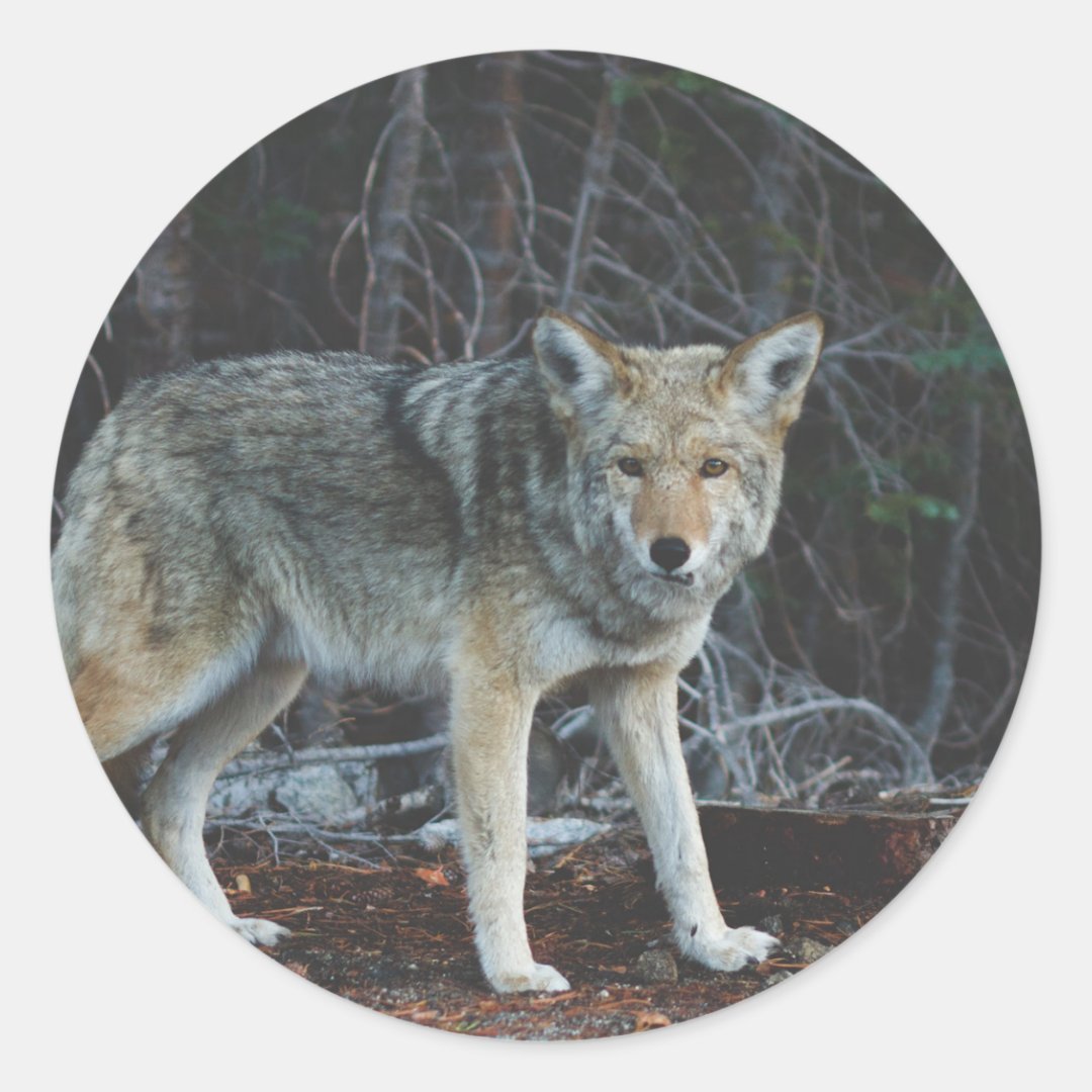 Coyote Hunting Classic Round Sticker | Zazzle