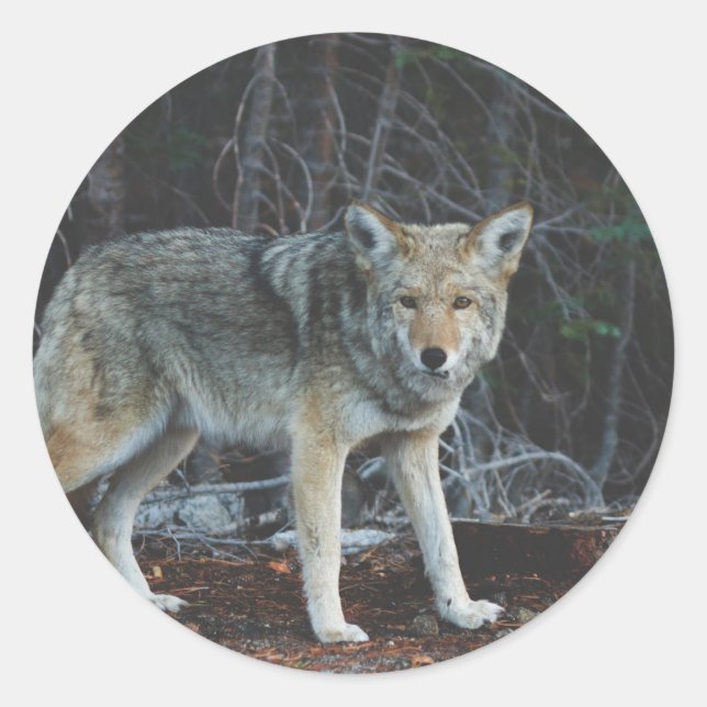 Coyote Hunting Classic Round Sticker (Front)