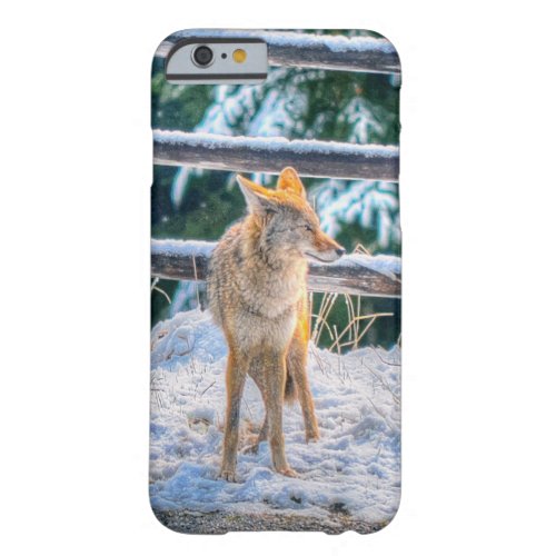 Coyote Hunting in Snow on Ranch _ Wildlife Photo Barely There iPhone 6 Case