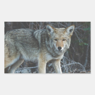 Coyote Hunting Stickers | Zazzle
