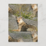 Coyote Images Postcard