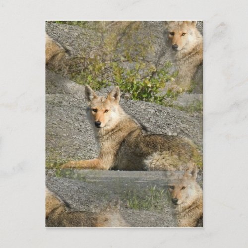 Coyote Images Postcard