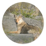 Coyote Images Stickers
