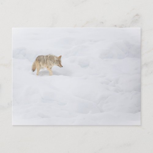 Coyote in Deep Snow Postcard