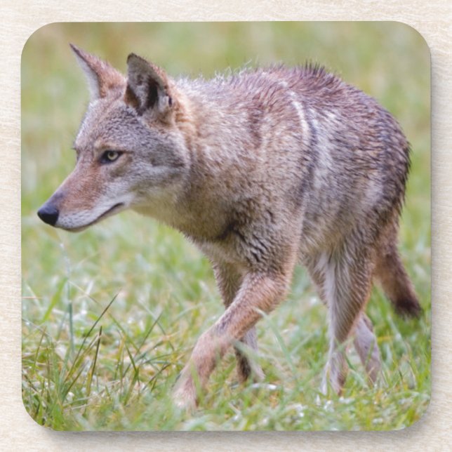 Coyote in field, Cades Cove Drink Coaster (Front)