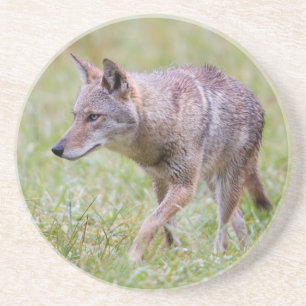Coyote in field, Cades Cove Drink Coaster