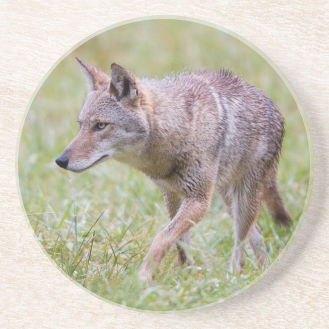 Coyote in field, Cades Cove Drink Coaster (Front)