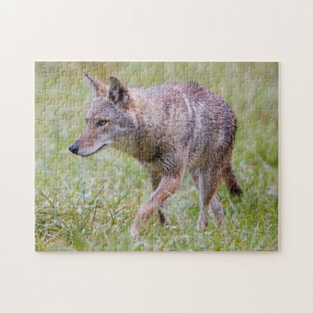 Coyote in field, Cades Cove Jigsaw Puzzle (Horizontal)
