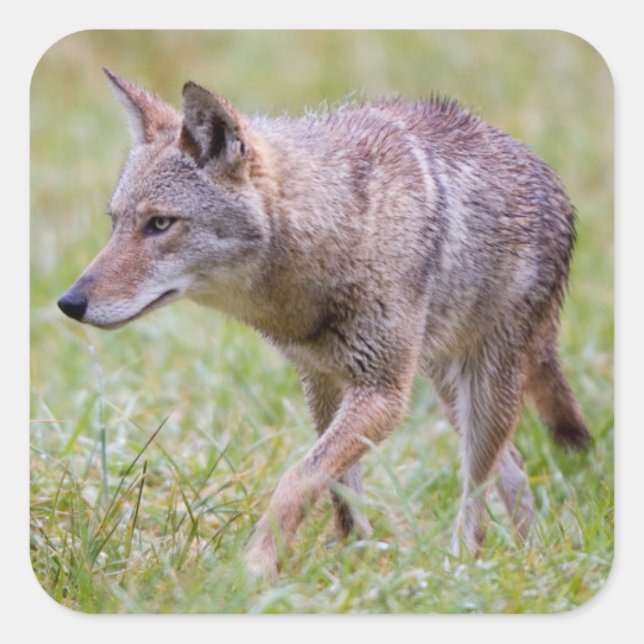 Coyote in field, Cades Cove Square Sticker (Front)