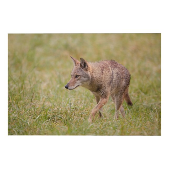Coyote in field, Cades Cove Wood Wall Art (Front)
