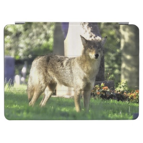 Coyote in the Cemetery iPad Air Cover