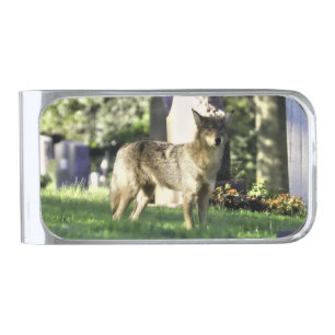 Coyote in the cemetery silver finish money clip