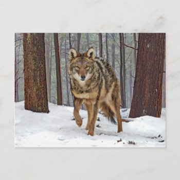 "coyote In The Pines" Postcard by TabbyHallDesigns at Zazzle
