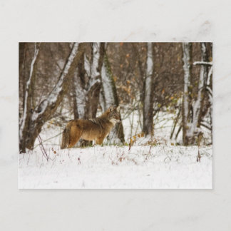 Coyote in the Snow Postcard