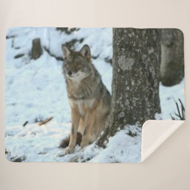 COYOTE in the WILD Sherpa Blanket (Front (Horizontal))