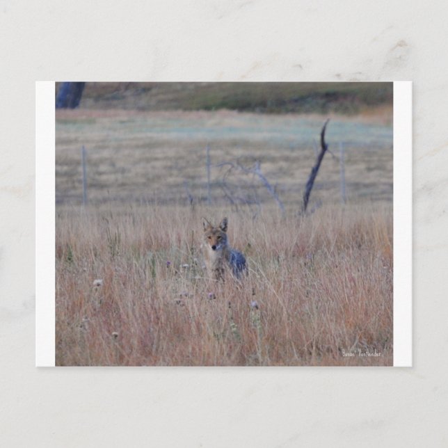 Coyote in Wind Cave National Park, South Dakota Postcard (Front)