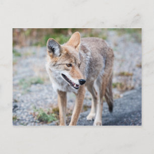 Coyote in Yellowstone National Park Postcard