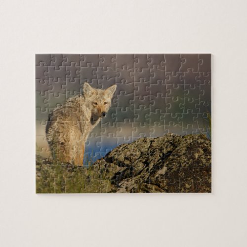 coyote jigsaw puzzle