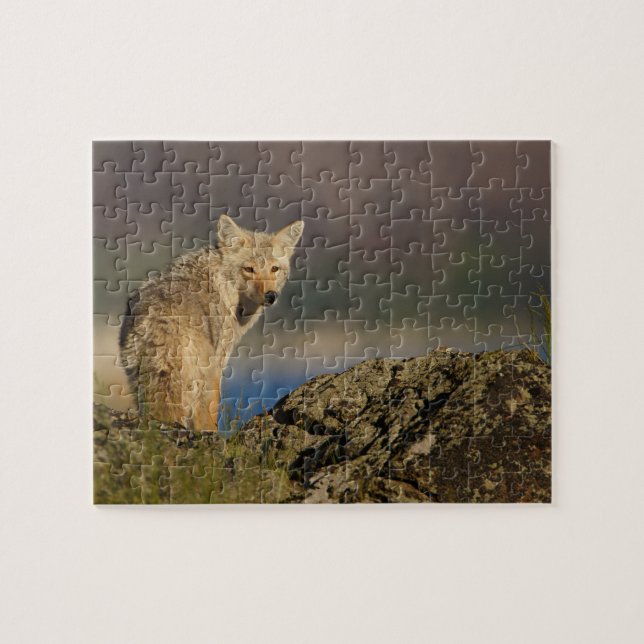 coyote jigsaw puzzle (Horizontal)