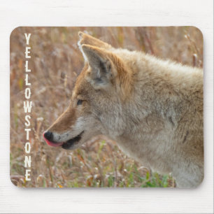 Coyote Lamar Valley Yellowstone National Park Mouse Pad