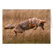 Coyote Leaping - Gibbon Meadows (Front Horizontal)