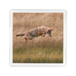 Coyote Leaping - Gibbon Meadows Acrylic Tray