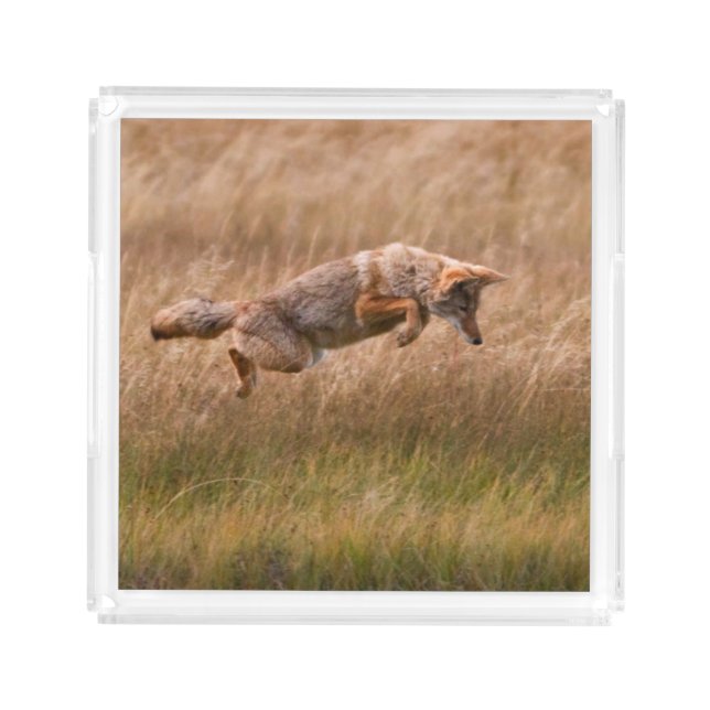 Coyote Leaping - Gibbon Meadows Acrylic Tray (Front)