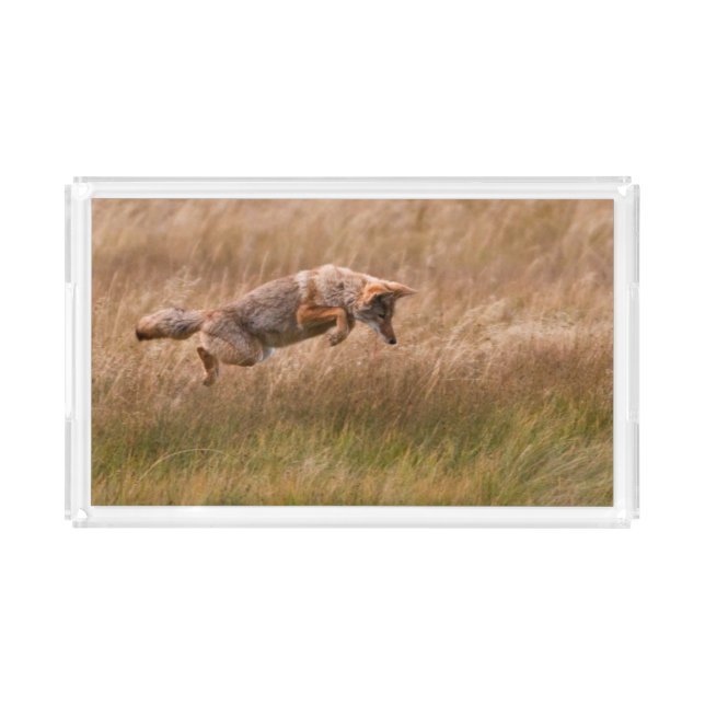 Coyote Leaping - Gibbon Meadows Acrylic Tray (Front)