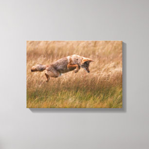 Coyote Leaping - Gibbon Meadows Canvas Print