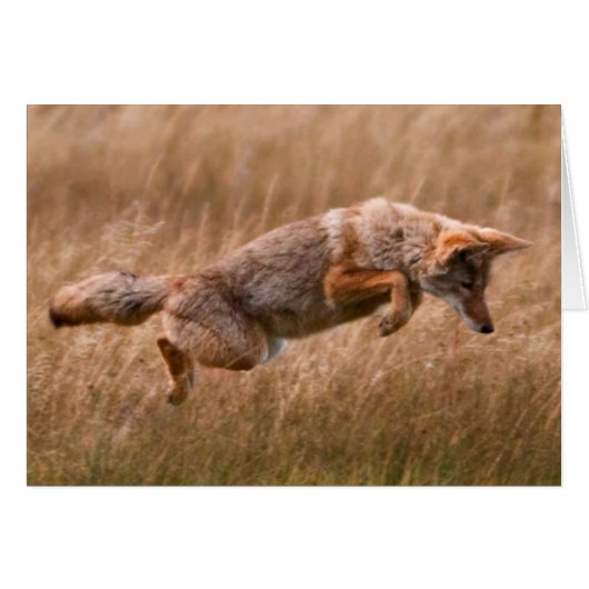 Coyote Leaping - Gibbon Meadows Cards (Front Horizontal)