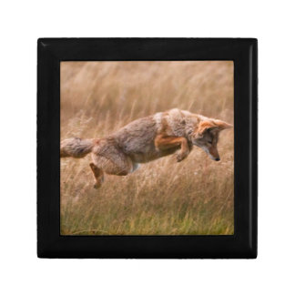 Coyote Leaping - Gibbon Meadows Jewelry Box