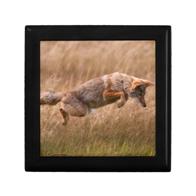 Coyote Leaping - Gibbon Meadows Jewelry Box (Front)