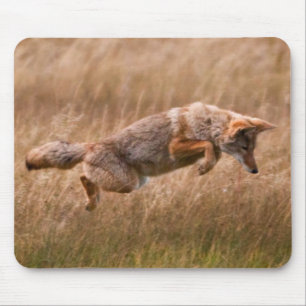 Coyote Leaping - Gibbon Meadows Mouse Pad