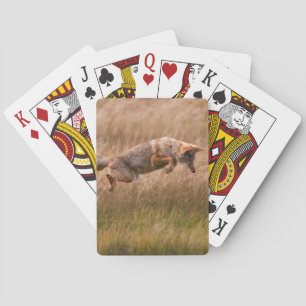 Coyote Leaping - Gibbon Meadows Poker Cards