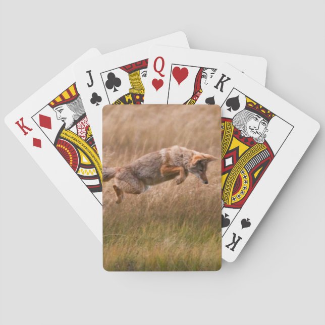 Coyote Leaping - Gibbon Meadows Poker Cards (Back)