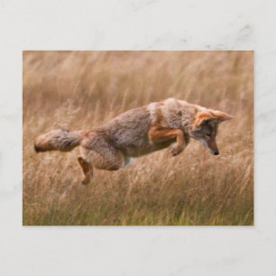 Coyote Leaping - Gibbon Meadows Postcard