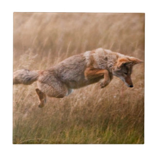 Coyote Leaping - Gibbon Meadows Tile