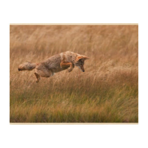 Coyote Leaping - Gibbon Meadows Wood Wall Art