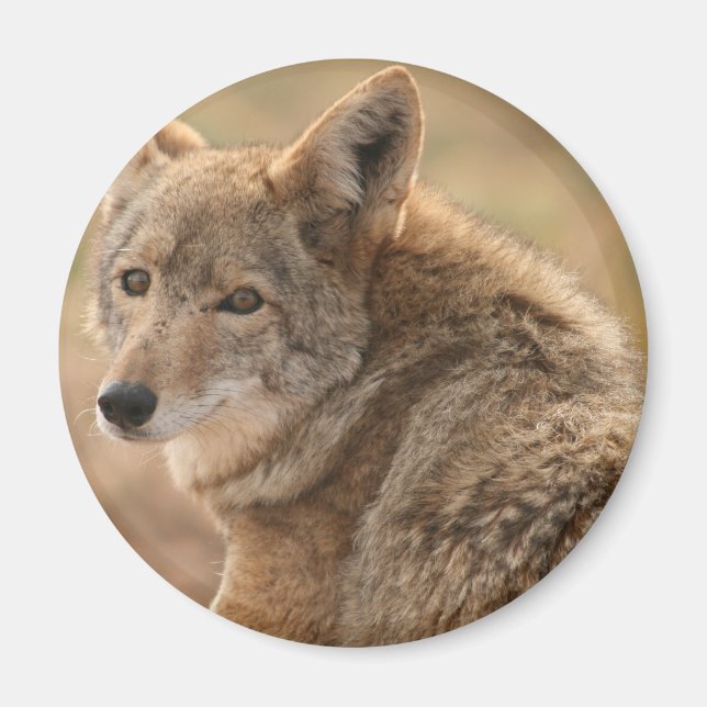 Coyote Magnet (Front)