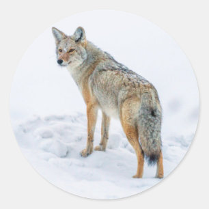 Coyote on alert in snow classic round sticker