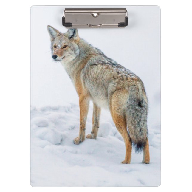 Coyote on alert in snow clipboard (Front)