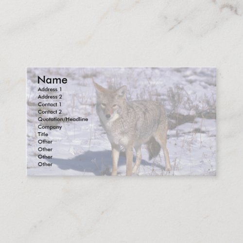 Coyote on snow business card