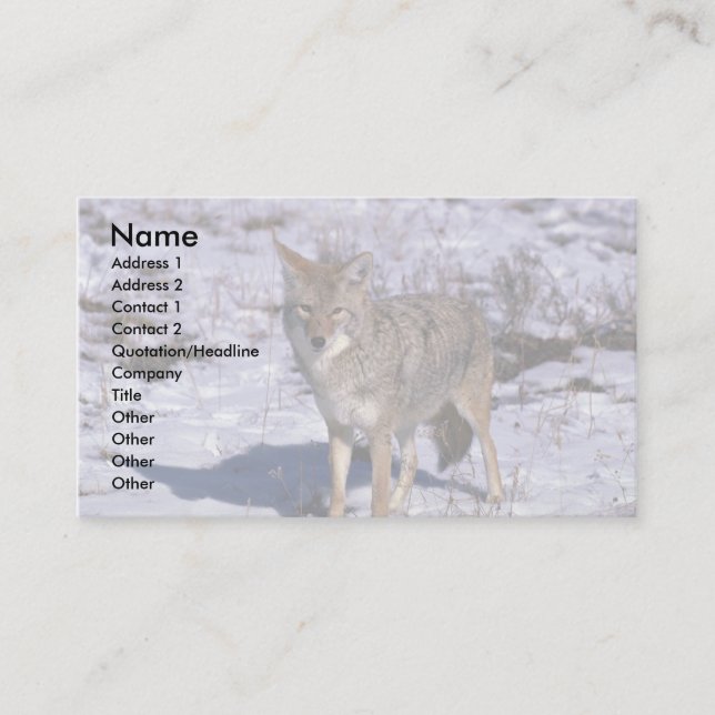 Coyote on snow business card (Front)
